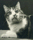 ahoogst's Avatar