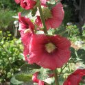 OakIris