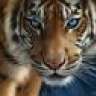 Siberian Tiger